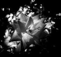 Rose While Walking - Burdette Park trail 09 15 2013 - PInhole effect in Silver Efx Pro, Sony Rx1