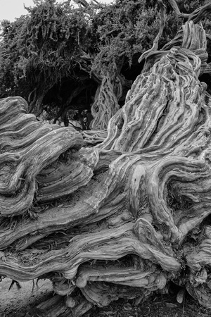 Tree Roots - La Jolla cove 6 16 2013